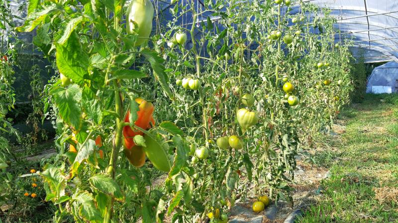 Actualités de l'AMAP Le Potager Balmontin