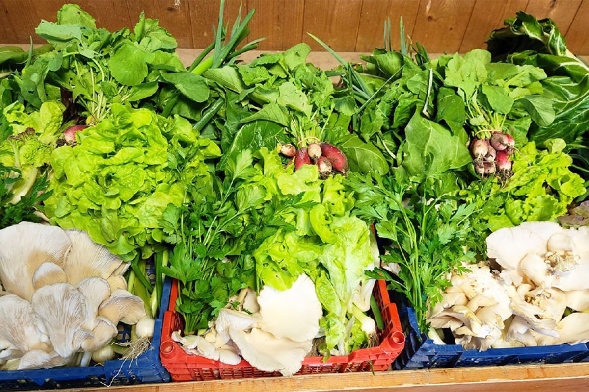 Le Potager Balmontin