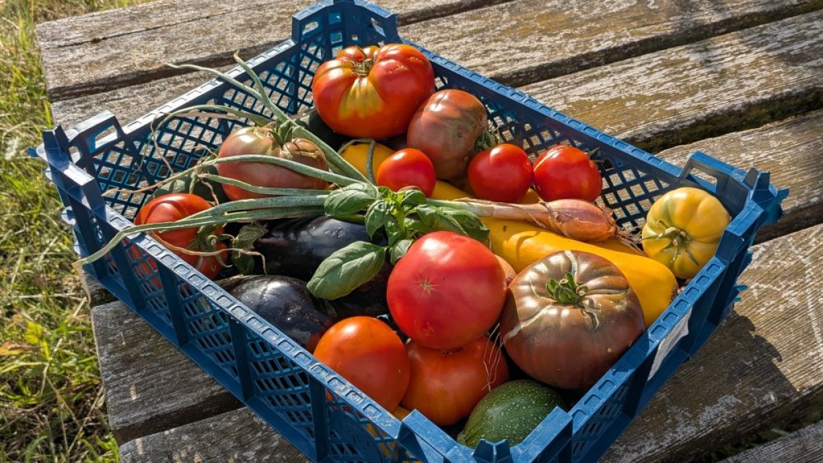 Panier de légumes de juillet