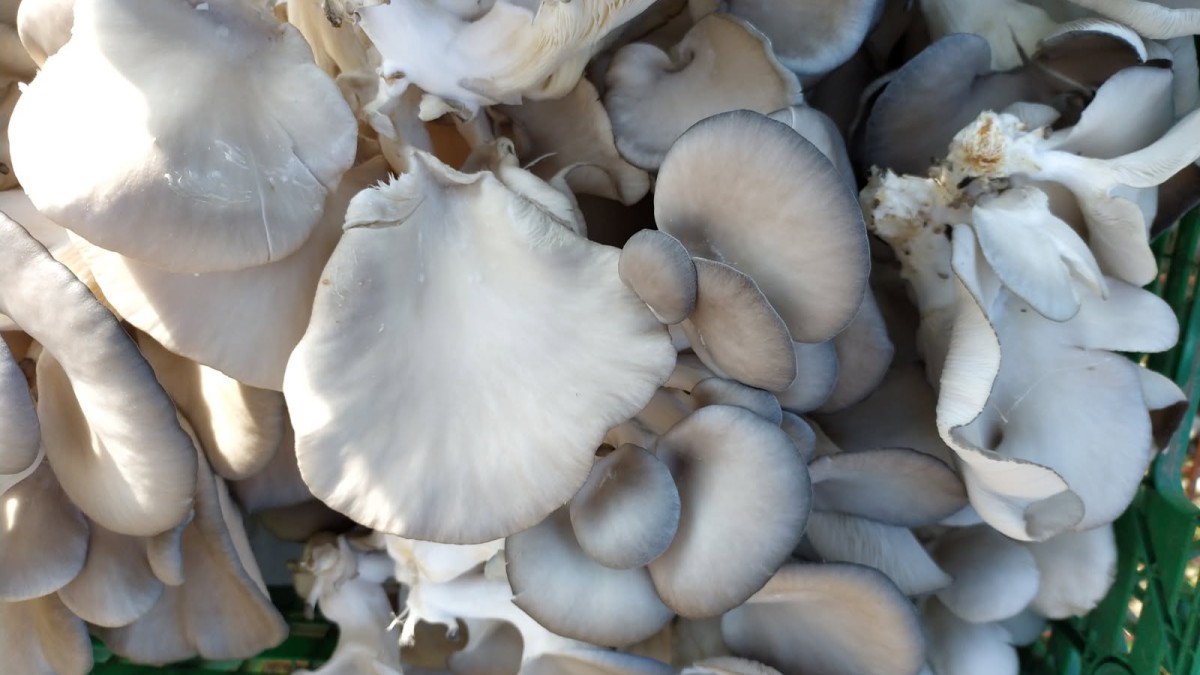 Les pleurotes s’invitent dans vos paniers !